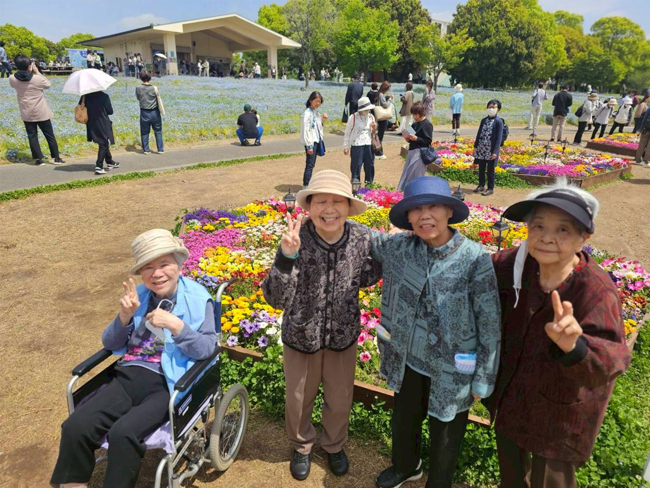 ネモフィラを観賞してきました。