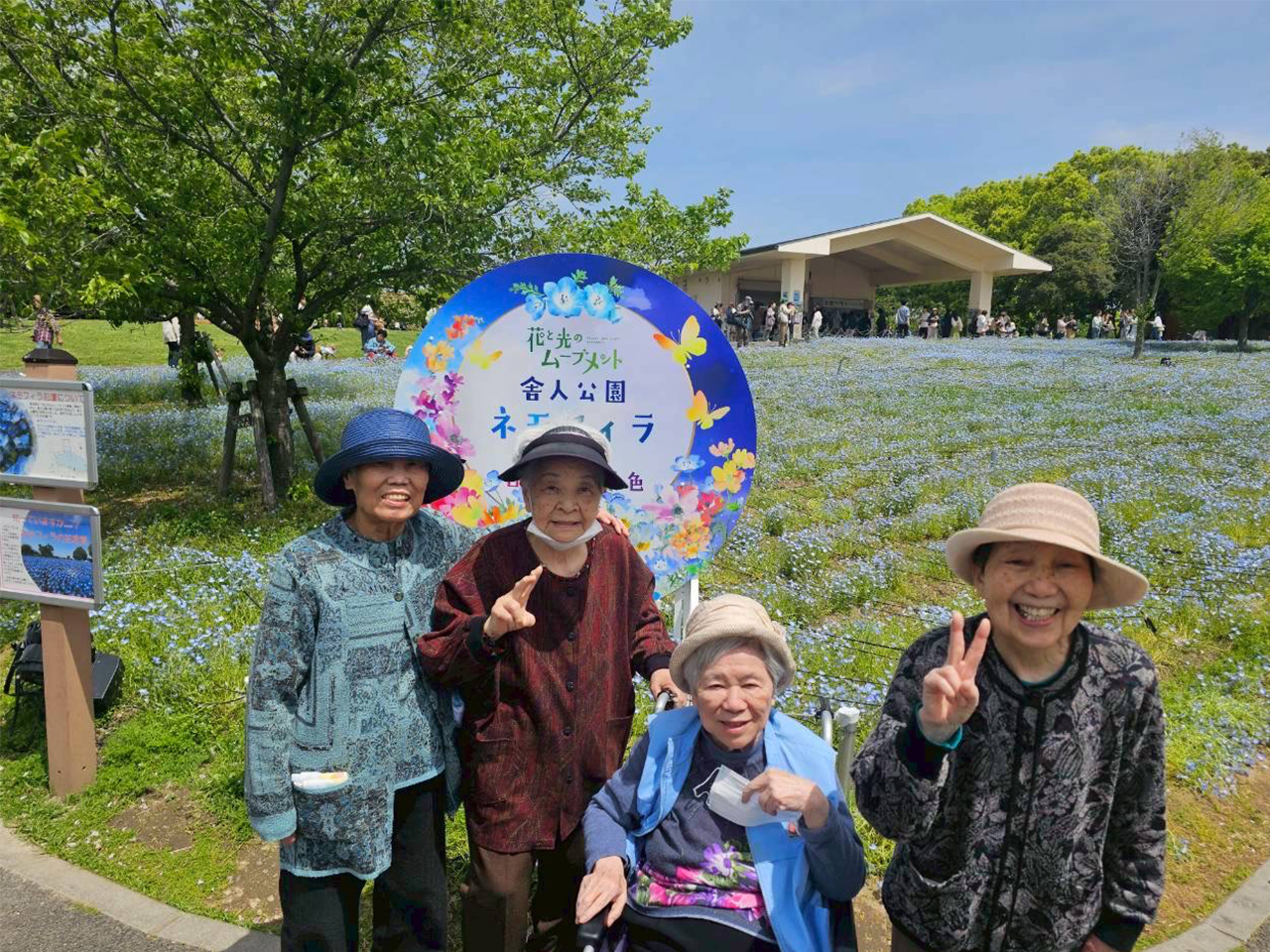 ネモフィラを観賞してきました。