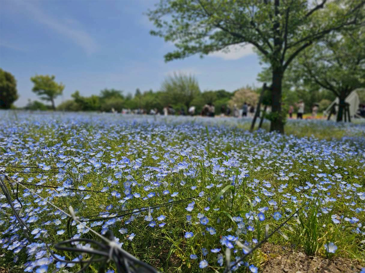 ネモフィラを観賞してきました。