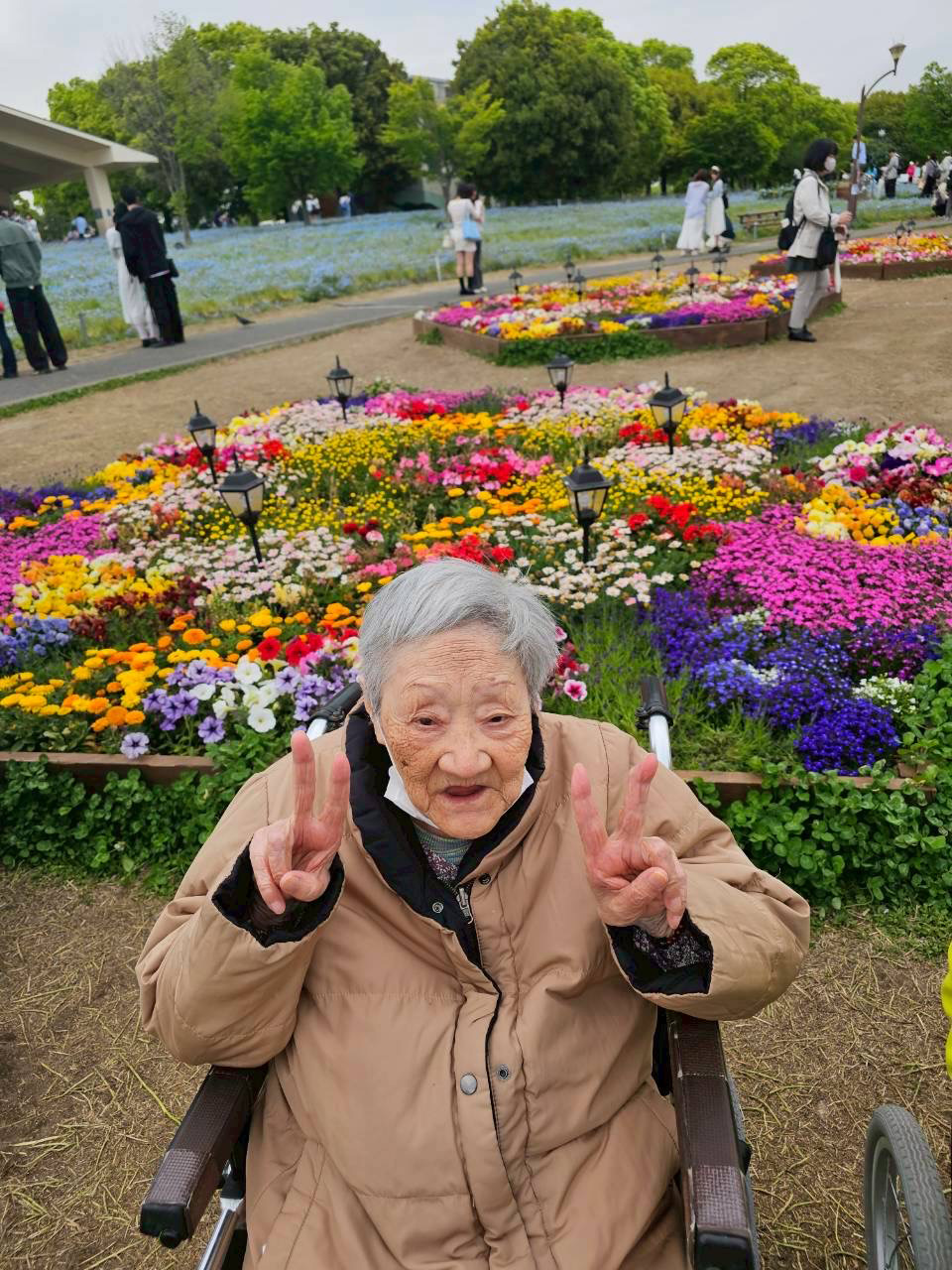 ネモフィラを観賞してきました。