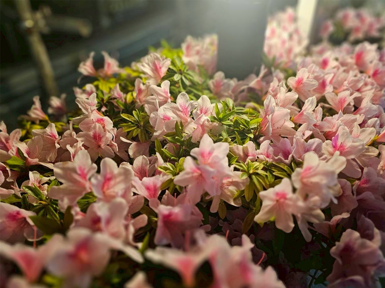 ネモフィラを観賞してきました。